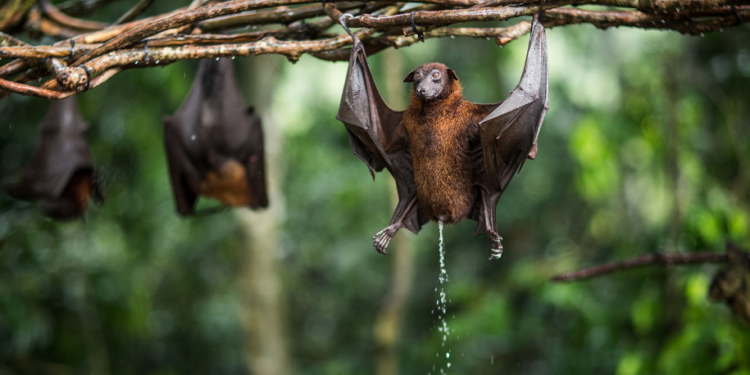 Quelle est la durée de vie d'une Chauve-souris ?