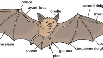 Quelle est la durée de vie d'une Chauve-souris ?