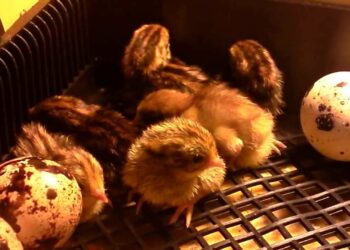 Quelle est la durée de vie d'une caille ?