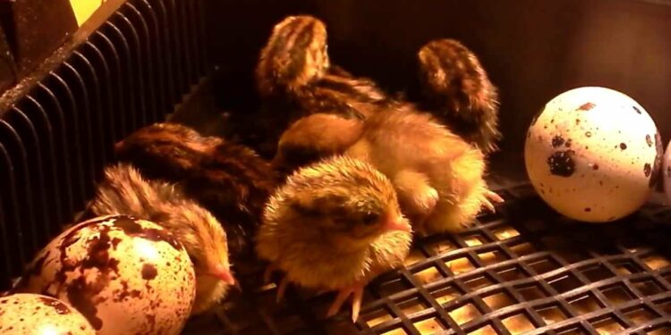 Quelle est la durée de vie d'une caille ?