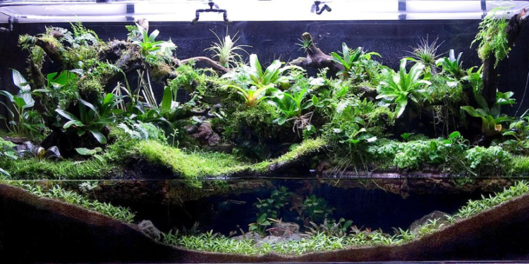 Quelle est la durée de vie d'une grenouille ?