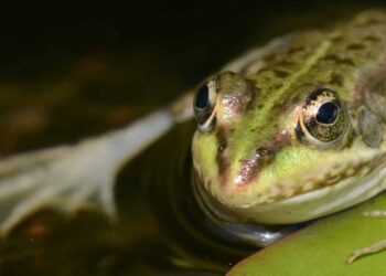 Quelle est la durée de vie d'une grenouille ?