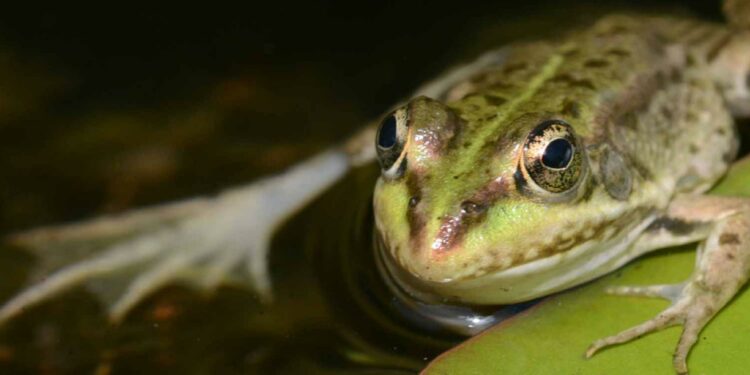 Quelle est la durée de vie d'une grenouille ?