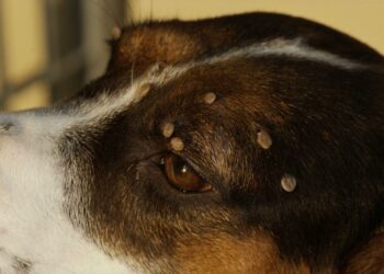 Quelle est la durée de vie d'une tique ?