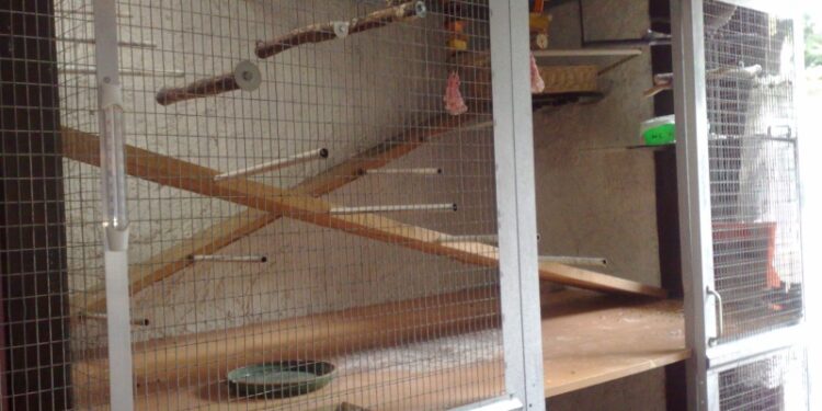 Quelle est la durée de vie d'une tourterelle ?