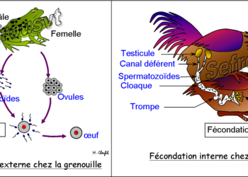 Quelle est la durée d'incubation chez les oiseaux ?