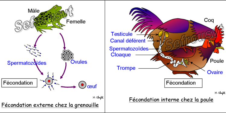 Quelle est la durée d'incubation chez les oiseaux ?