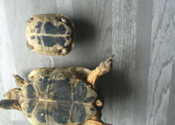 Quelle est la famille de la tortue ?