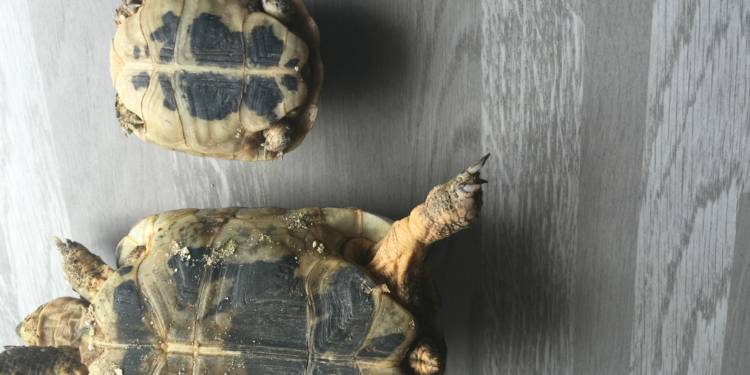 Quelle est la famille de la tortue ?