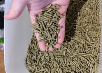 Quelle est la fréquence des repas pour un cochon d'Inde ?