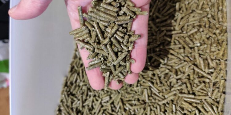 Quelle est la fréquence des repas pour un cochon d'Inde ?