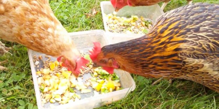 Quelle est la friandise préférée des poules ?