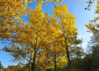 Quelle est la hauteur maximum d'un peuplier ?