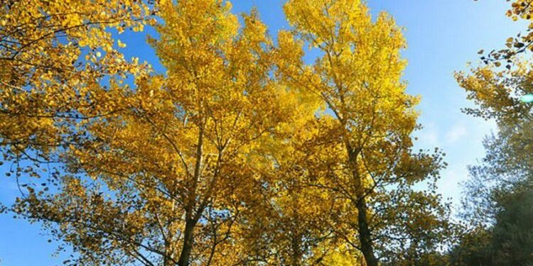 Quelle est la hauteur maximum d'un peuplier ?