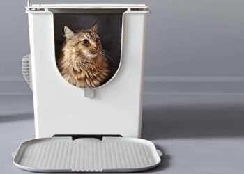 Quelle est la litière la plus absorbante ?