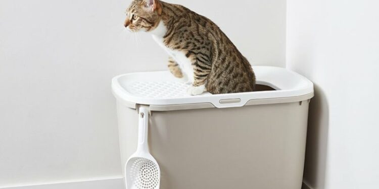 Quelle est la litière la plus absorbante ?