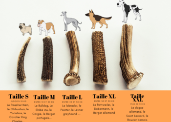 Quelle est la matière des bois de cerf ?