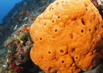 Quelle est la matière d'une éponge ?