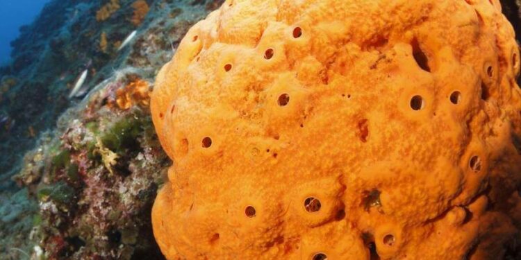 Quelle est la matière d'une éponge ?