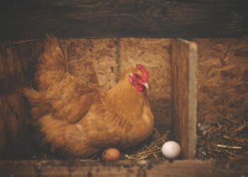 Quelle est la meilleure des poules pondeuses ?