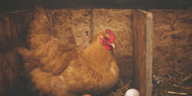 Quelle est la meilleure des poules pondeuses ?