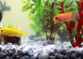 Quelle est la meilleure eau pour les poissons ?
