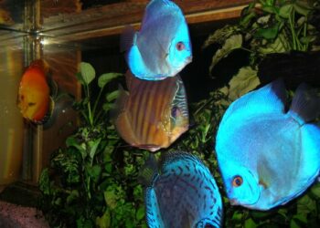 Quelle est la meilleure eau pour les poissons ?