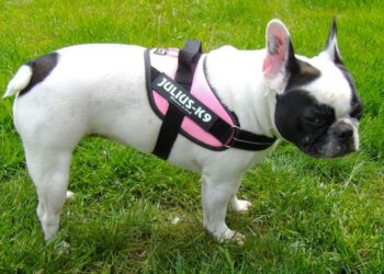 Quelle est la meilleure forme de harnais ?