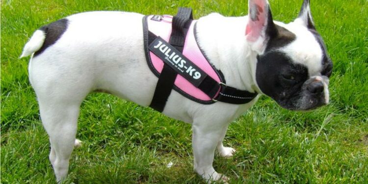 Quelle est la meilleure forme de harnais ?