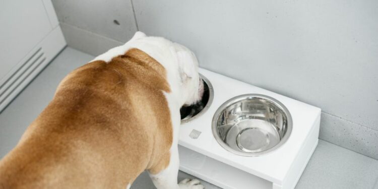 Quelle est la meilleure gamelle pour chien ?