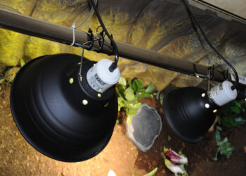 Quelle est la meilleure lampe de croissance ?