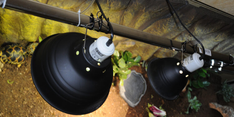 Quelle est la meilleure lampe de croissance ?