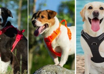 Quelle est la meilleure marque de harnais pour chien ?