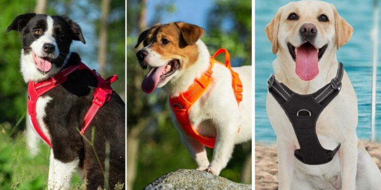 Quelle est la meilleure marque de harnais pour chien ?