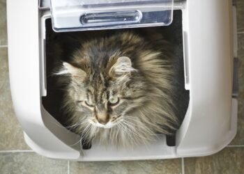 Quelle est la meilleure marque de litière pour chat ?