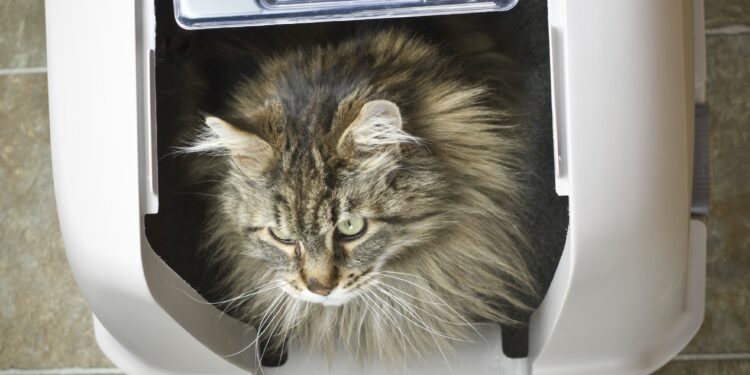 Quelle est la meilleure marque de litière pour chat ?