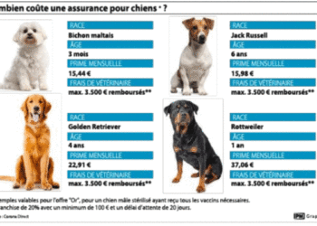 Quelle est la meilleure période pour acheter un canari ?