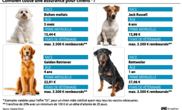 Quelle est la meilleure période pour acheter un canari ?