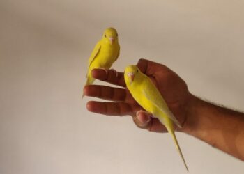 Quelle est la meilleure période pour acheter un canari ?