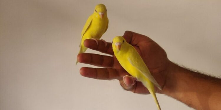 Quelle est la meilleure période pour acheter un canari ?