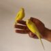 Quelle est la meilleure période pour acheter un canari ?