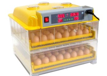 Quelle est la meilleure période pour faire couver des œufs ?