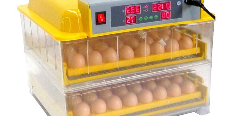 Quelle est la meilleure période pour faire couver des œufs ?