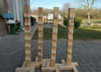 Quelle est la meilleure race de chien pour faire de l'agility ?