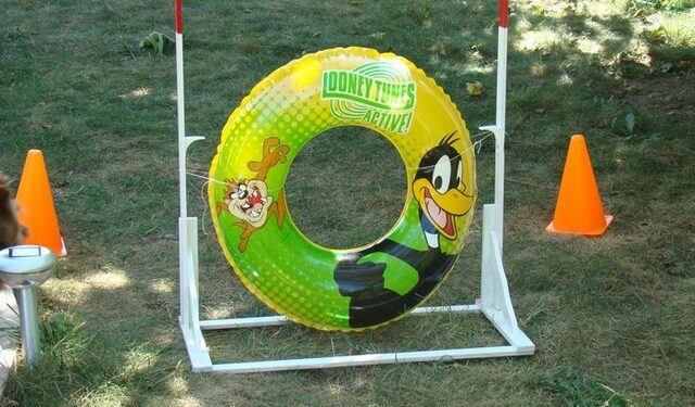 Quelle est la meilleure race de chien pour faire de l'agility ?