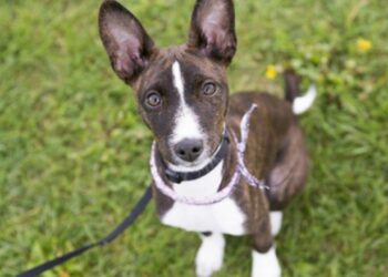 Quelle est la meilleure race de petit chien ?