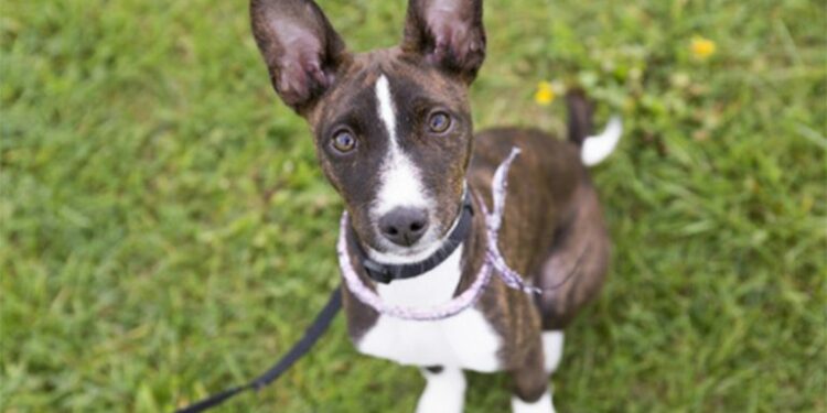 Quelle est la meilleure race de petit chien ?