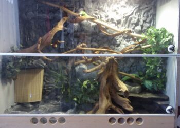 Quelle est la nourriture des iguanes ?