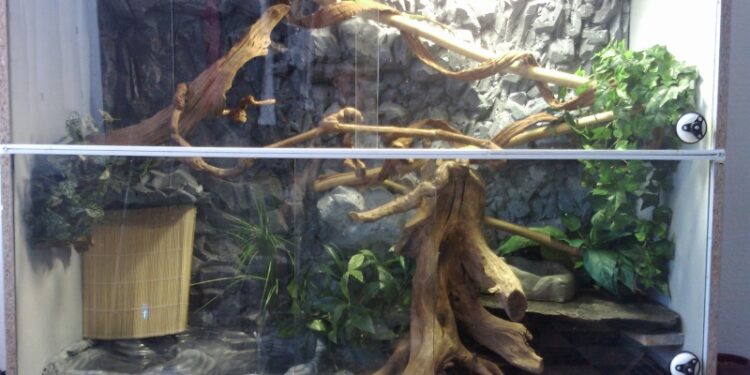 Quelle est la nourriture des iguanes ?