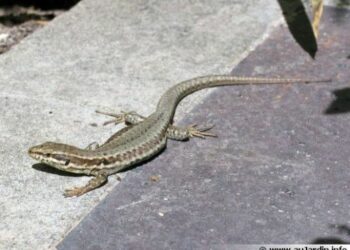 Quelle est la nourriture des lézards ?